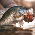 Catching slabs from the bank hinges on being in the right spot and using effective presentations. Image by Matt Lemoine